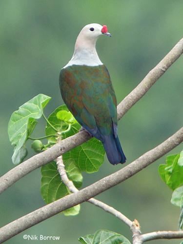 Red-knobbed imperial pigeon Redknobbed Imperialpigeon Ducula rubricera videos photos and