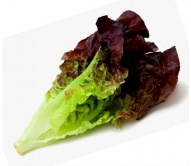 Red leaf lettuce Lettuce Red Leaf 1 head Vegetables Produce Start Picking Irv