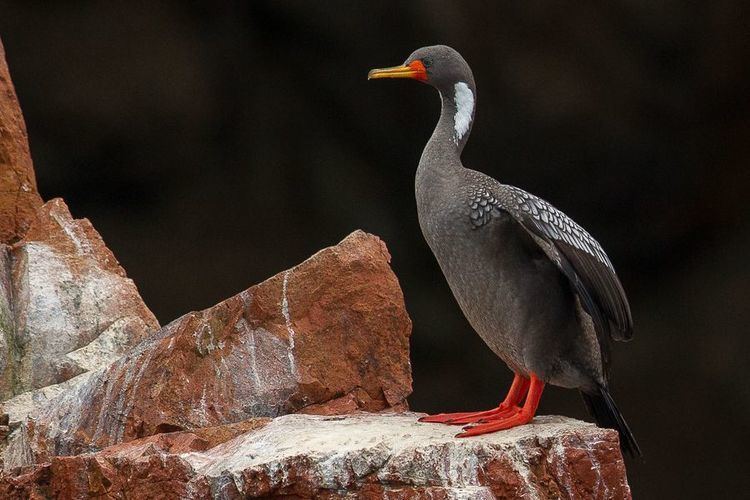 Red-legged cormorant Peru39s Little Galapagos Ballestas Islands