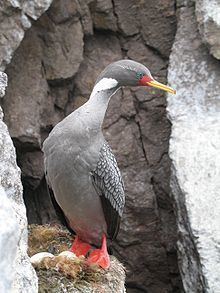 Red-legged cormorant httpsuploadwikimediaorgwikipediacommonsthu