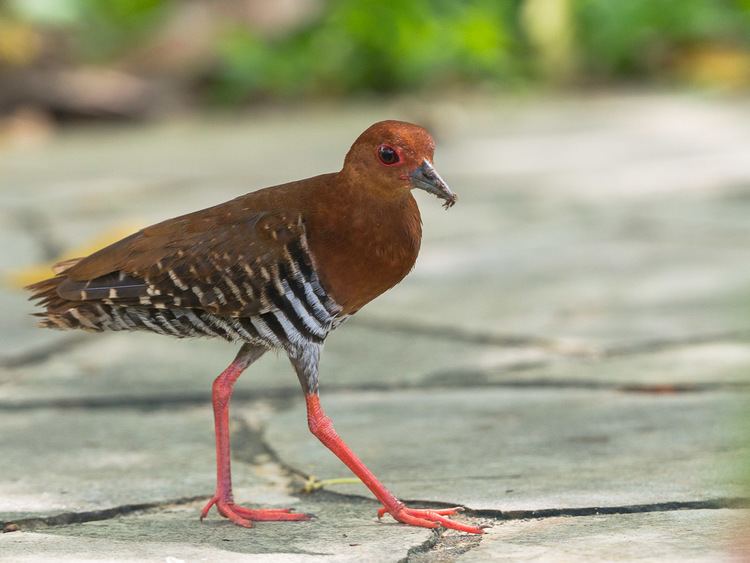 Red-legged crake Redlegged Crake Singapore Bird Group