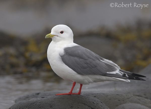 Птица 9 букв. Говорушка птица. Красноногие птицы. Red-legged Kittiwake. Ах ты птица говорушка.