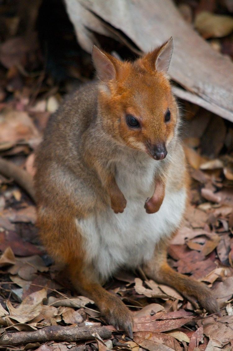 Red-legged pademelon 0294 RedLegged Pademelon A Wild Eye View