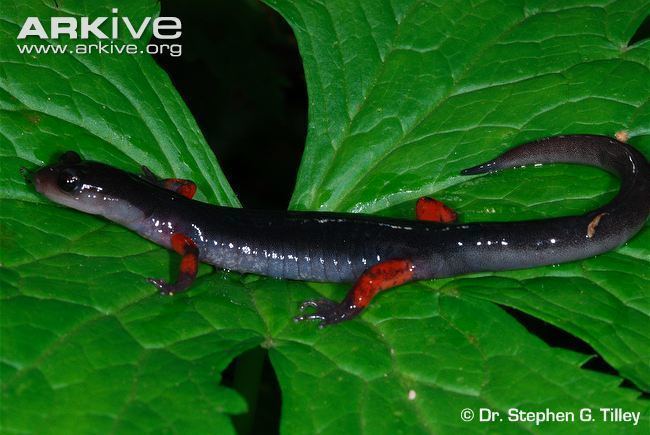 Red-legged salamander cdn1arkiveorgmedia4848A4FD2B38604AEF8EDD8