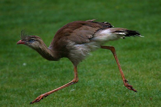 Red-legged seriema Redlegged Seriema or Crested Cariamaquot Photographic Prints by Anne