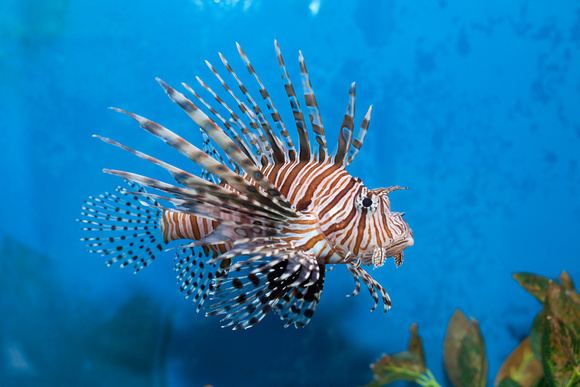 red-lionfish-alchetron-the-free-social-encyclopedia