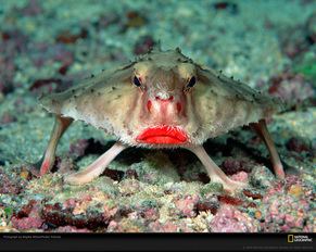 Red-lipped batfish aequoreusvitaweeblycomuploads178117811007