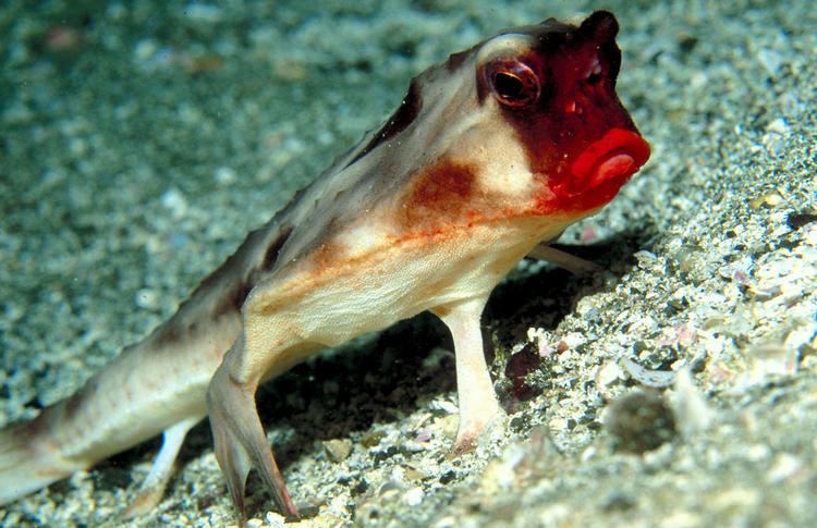 Red-lipped batfish WeirdAnimalWednesday The RedLipped Batfish is Always Ready for a