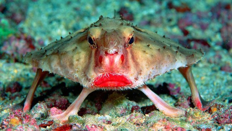 Red-lipped batfish 17 ideas about Red Lipped Batfish on Pinterest Fossa animal Deep
