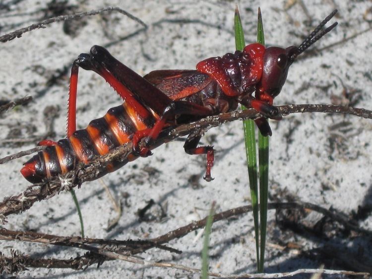 Red locust Red locust A pic a day from the Cape