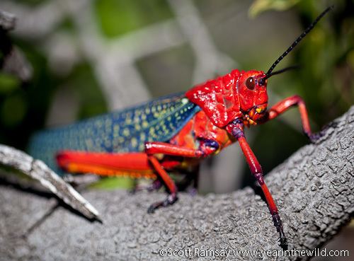 Red locust Lions of the Karoo NPand roughing it on the Pienaar39s Pass Year