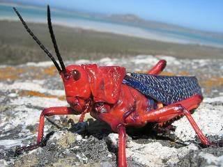 Red locust red locust Gallery