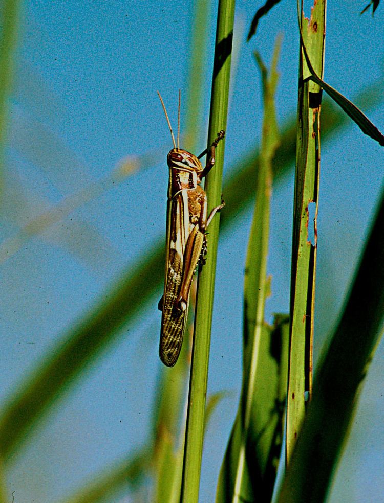 Red locust Red locust Wikipedia