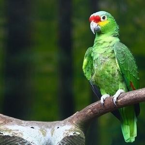 Red-lored amazon RedLored Amazon Parrot Amazon Parrots