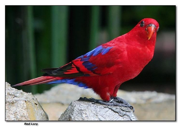 Red lory Red Lory 911 Parrot Alert