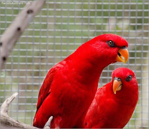 Red lory Moluccan Red Lories For Sale