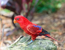 Red lory httpsuploadwikimediaorgwikipediacommonsthu