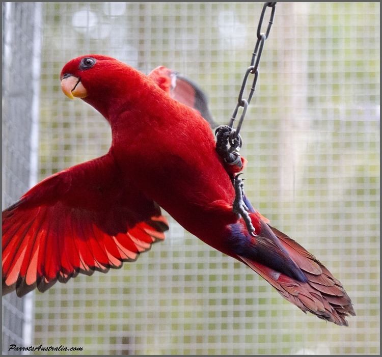 Red lory Moluccan Red Lories For Sale
