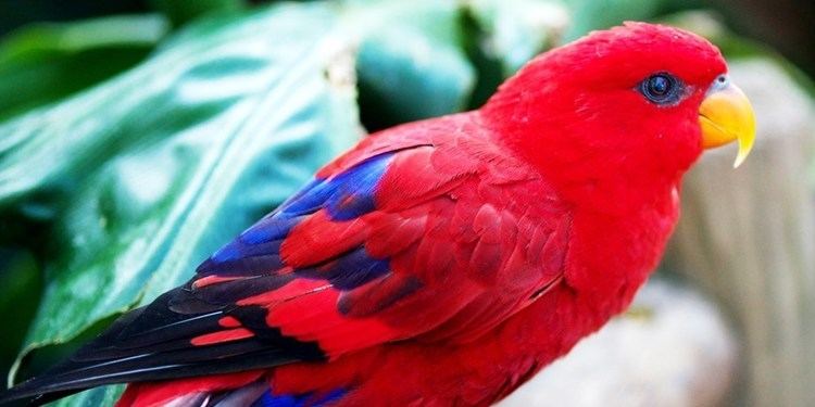 Red lory Red Lory