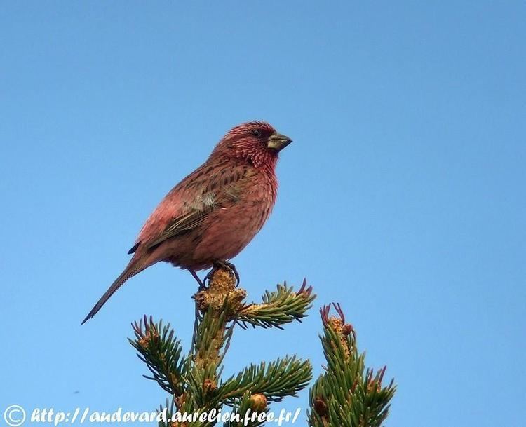 Red-mantled rosefinch Photos of Redmantled Rosefinch Carpodacus rhodochlamys the