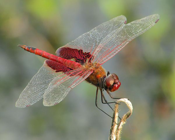 Red-mantled saddlebags azdragonflyorgsitesdefaultfilesspeciesredsa