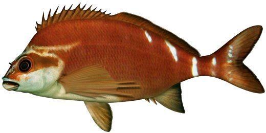 Red morwong Morwong Red NSW Department of Primary Industries