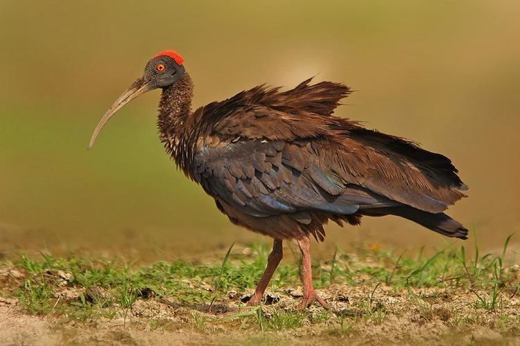 Red-naped ibis Rednaped Ibis Pseudibis papillosa videos photos and sound