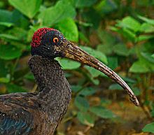 Red-naped ibis httpsuploadwikimediaorgwikipediacommonsthu