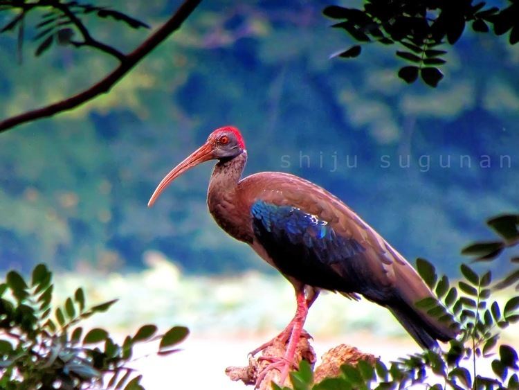 Red-naped ibis Cranium Bolts Rednaped Ibis