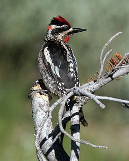 Red-naped sapsucker httpsuploadwikimediaorgwikipediacommonsthu