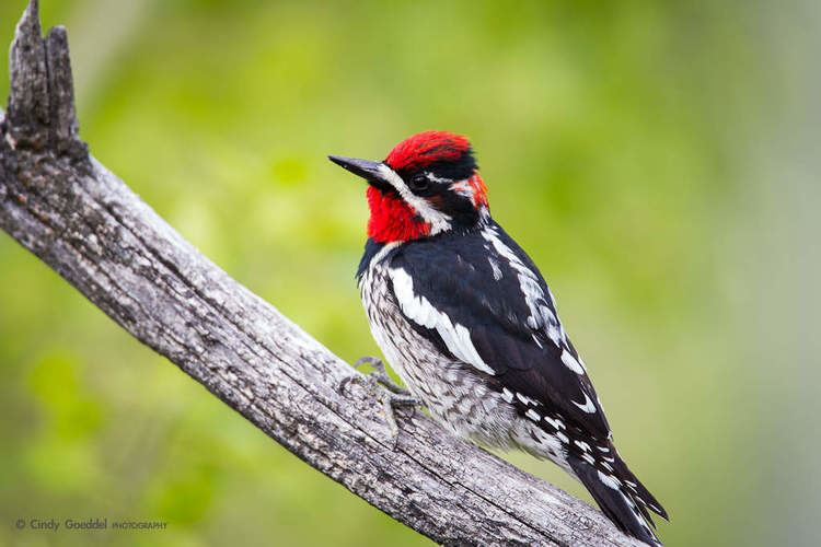 Red-naped sapsucker Red Naped Sapsucker More info