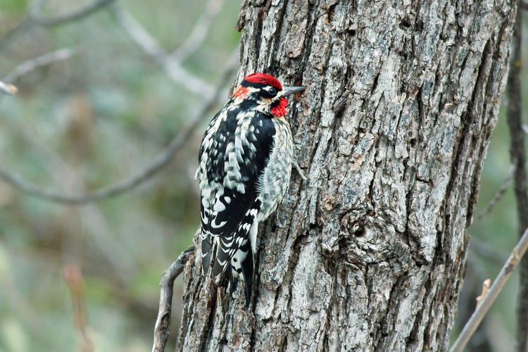 Red-naped sapsucker Rednaped Sapsucker Audubon Field Guide