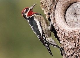 Red-naped sapsucker Rednaped Sapsucker Identification All About Birds Cornell Lab