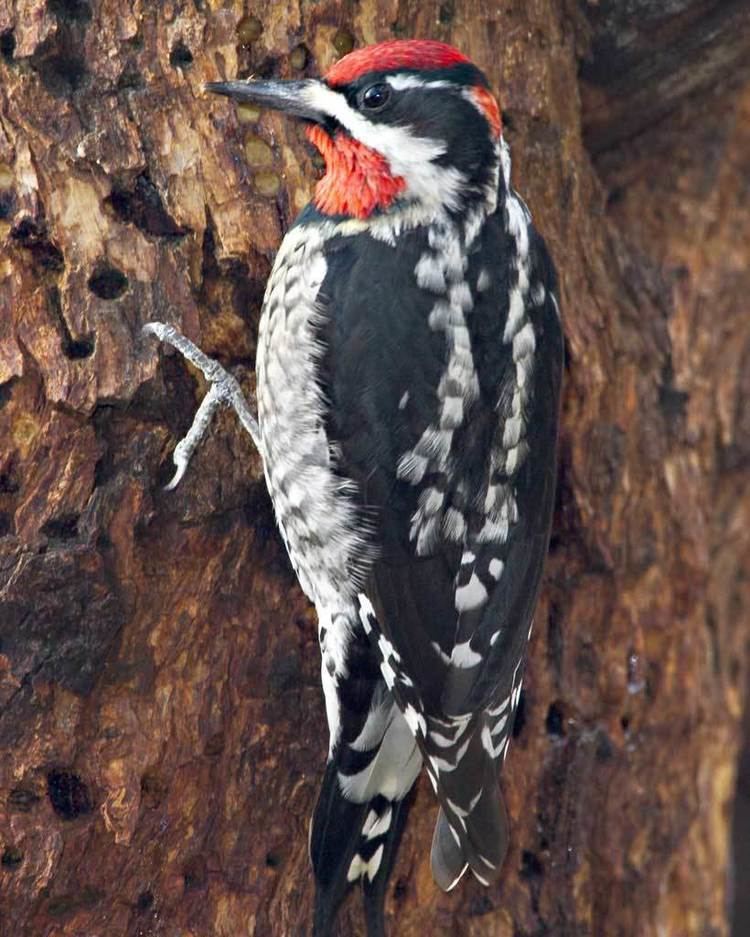 Red-naped sapsucker Rednaped Sapsucker Audubon Field Guide