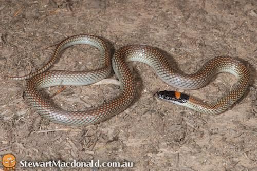 Red-naped snake Rednaped snake Furina diadema at the Australian Reptile Online