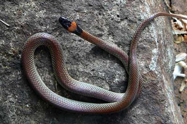 Red-naped snake naped Snake
