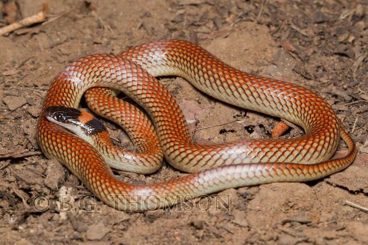 Red-naped snake Rednaped Snake Furina diadema Australia a photo on Flickriver