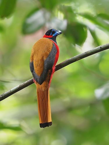 Red naped trogon - Alchetron, The Free Social Encyclopedia