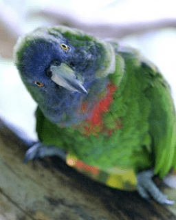 Red-necked amazon Rednecked Amazon World Parrot Trust