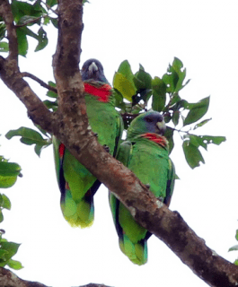 Red-necked amazon Rednecked Amazon Amazona arausiaca Parrot Encyclopedia