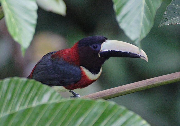 Red-necked aracari Mangoverde World Bird Guide Photo Page Rednecked Aracari