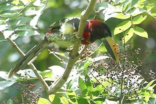 Red-necked aracari Rednecked Araari Pteroglossus bitorquatus