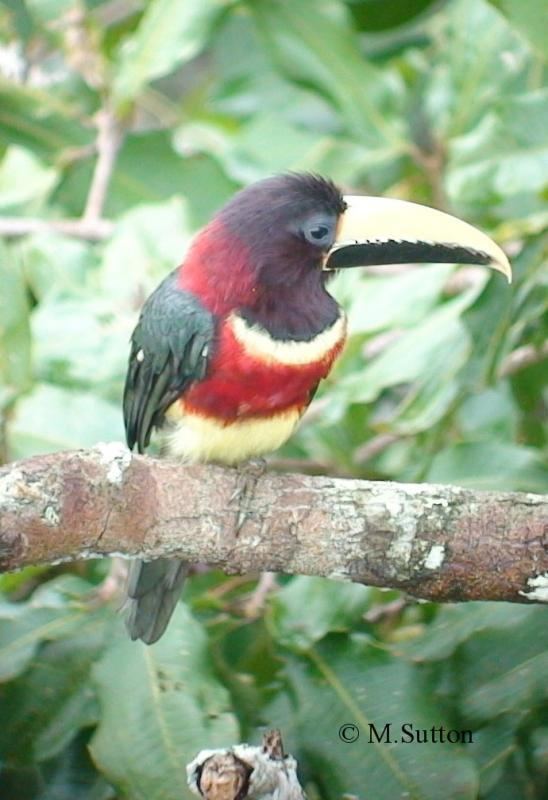 Red-necked aracari Western Rednecked Araari Pteroglossus sturmii videos photos and