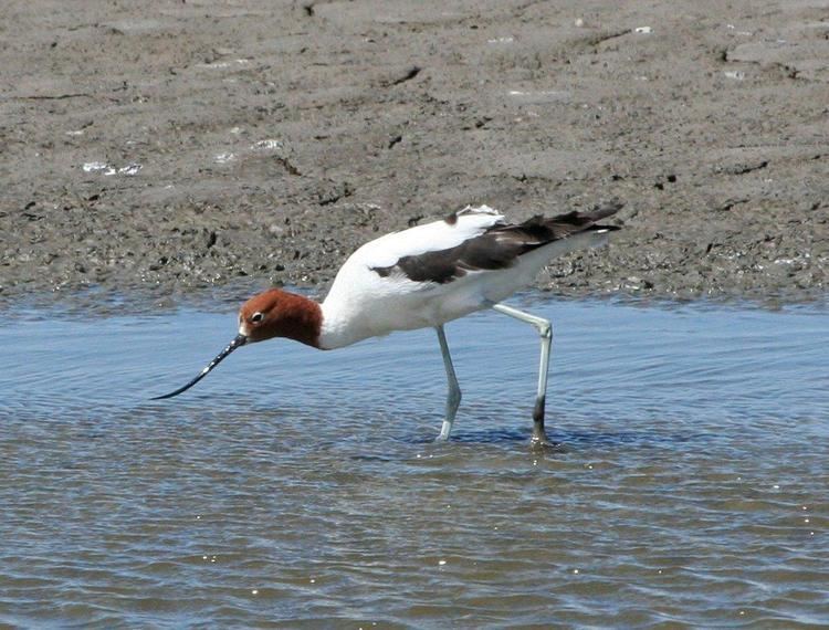 Red-necked avocet Queensland Wader Study Group Shorebird research and conservation