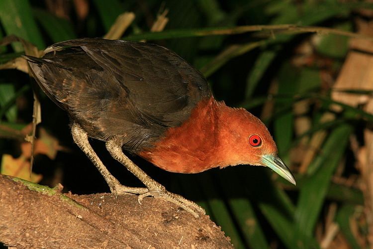 Red-necked crake Daintree Birdwatching