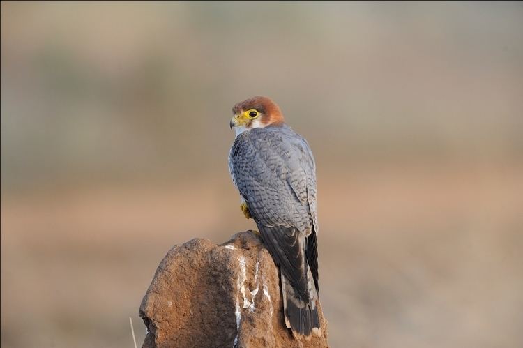 Red-necked falcon Rednecked Falcon BirdsIITK