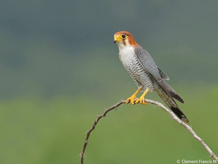 Red-necked falcon Rednecked Falcon Clement Francis Wildlife Photography