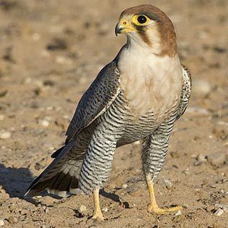 Red-necked falcon chicquera Rednecked falcon