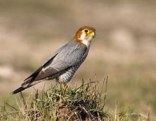 Red-necked falcon httpsuploadwikimediaorgwikipediacommonsthu