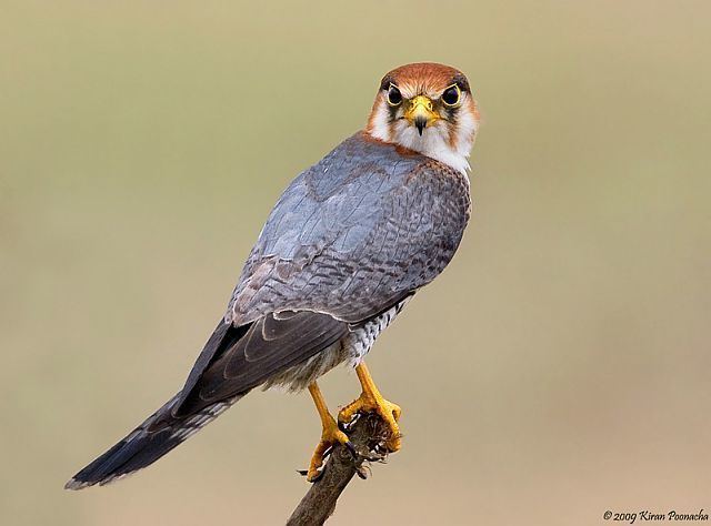 Red-necked falcon Oriental Bird Club Image Database Rednecked Falcon Falco chicquera